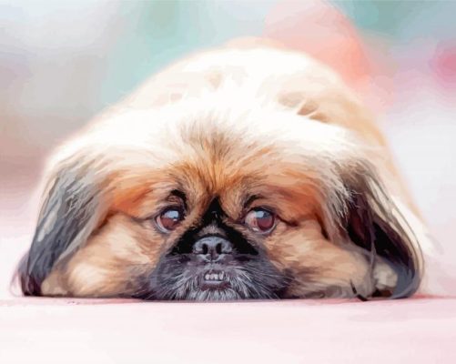 Pekingese Laying On The Ground Paint By Numbers