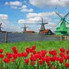 Red Tulips Zaanse Schans Paint By Numbers