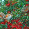 Redwing Birds Paint By Numbers