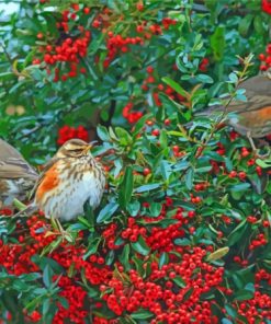 Redwing Birds Paint By Numbers