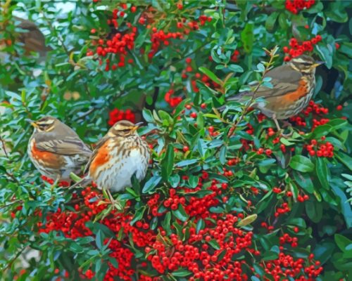 Redwing Birds Paint By Numbers