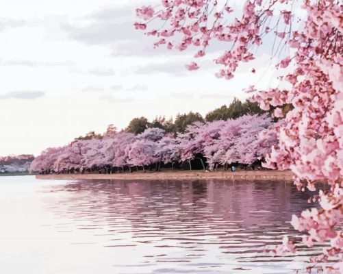 River Pink Trees Paint By Numbers