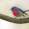 Rose Robin Bird On Branch Paint By Numbers