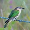 Shining Bronze Cuckoo Paint By Numbers