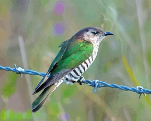 Shining Bronze Cuckoo Paint By Numbers