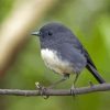 South Island Robin Paint By Numbers