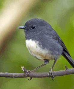 South Island Robin Paint By Numbers