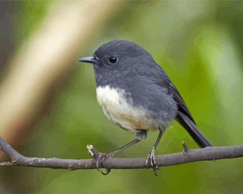 South Island Robin Paint By Numbers