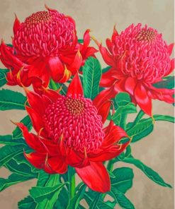 Waratah Plants Paint By Numbers