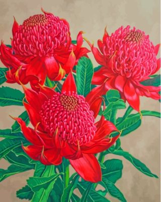 Waratah Plants Paint By Numbers