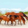 Wild Horses Assateague Island Paint By Numbers