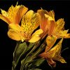 Yellow Alstroemeria Bloom Paint By Numbers