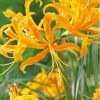 Yellow Nerine Plants Paint By Numbers