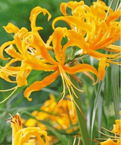 Yellow Nerine Plants Paint By Numbers