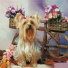 Yorkshire Terrier Dog And Flowers Paint By Numbers