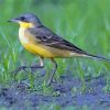 Aesthetic Eastern Yellow Wagtail Paint By Numbers