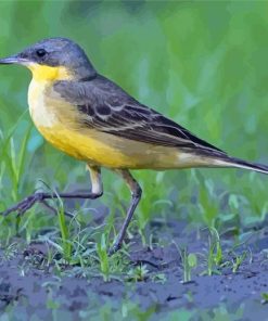 Aesthetic Eastern Yellow Wagtail Paint By Numbers