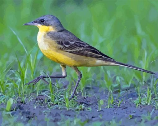 Aesthetic Eastern Yellow Wagtail Paint By Numbers