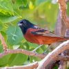 Aesthetic Orchard Oriole Paint By Numbers