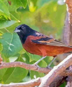 Aesthetic Orchard Oriole Paint By Numbers