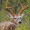 Aesthetic Whitetail Deer Paint By Numbers