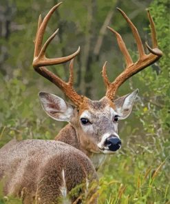 Aesthetic Whitetail Deer Paint By Numbers