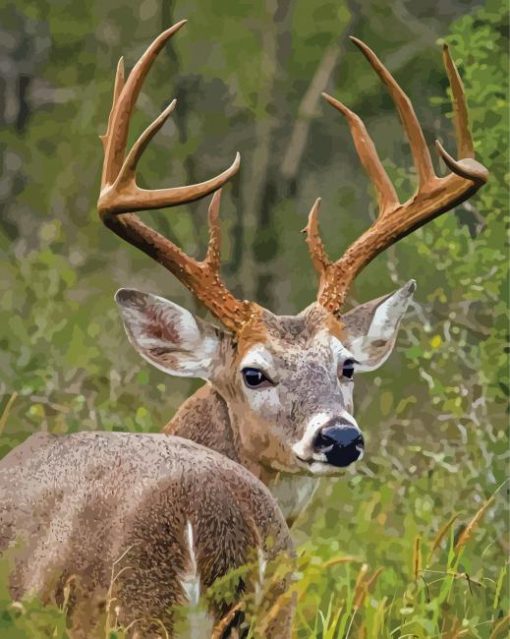 Aesthetic Whitetail Deer Paint By Numbers