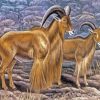 Aoudad Sheeps Art Paint By Numbers