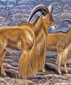 Aoudad Sheeps Art Paint By Numbers