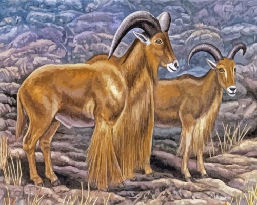 Aoudad Sheeps Art Paint By Numbers