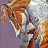 Beautiful American Indian War Pony Paint By Numbers