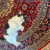 Black And White Cat On Persian Rug Paint By Numbers