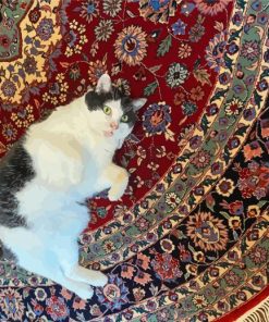 Black And White Cat On Persian Rug Paint By Numbers