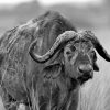 Black And White Buffalo Paint By Numbers