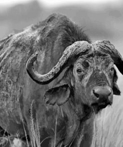 Black And White Buffalo Paint By Numbers