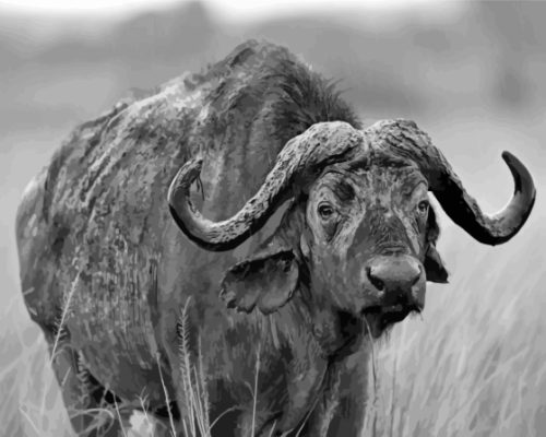 Black And White Buffalo Paint By Numbers