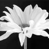 Black And White Flower Paint By Numbers