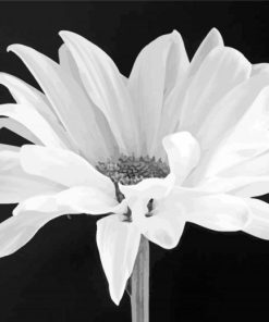 Black And White Flower Paint By Numbers