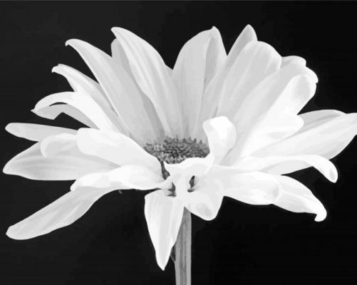 Black And White Flower Paint By Numbers