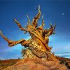 Bristlecone Pine With Crescent Moon Paint By Numbers