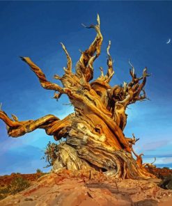 Bristlecone Pine With Crescent Moon Paint By Numbers