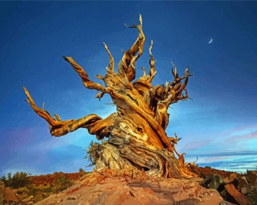 Bristlecone Pine With Crescent Moon Paint By Numbers