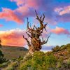 Bristlecone Pine With Pink Clouds Paint By Numbers