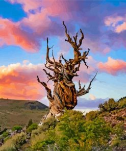 Bristlecone Pine With Pink Clouds Paint By Numbers