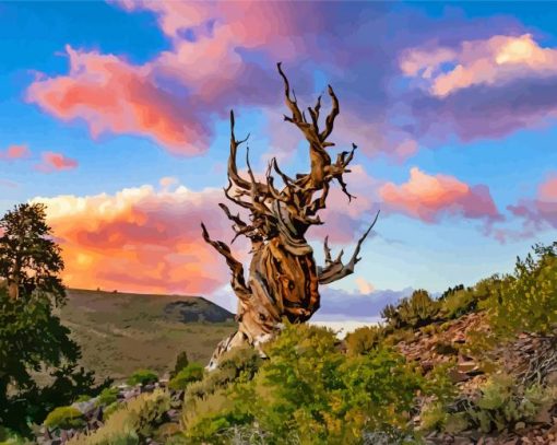 Bristlecone Pine With Pink Clouds Paint By Numbers