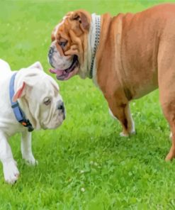 Bulldogs Playing Paint By Numbers