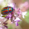 Colorful Christmas Beetle Paint By Numbers