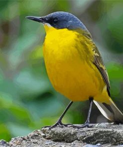 Cool Eastern Yellow Wagtail Paint By Numbers