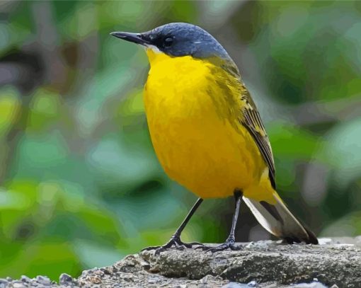 Cool Eastern Yellow Wagtail Paint By Numbers