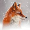 Cool Fox Snow Paint By Numbers